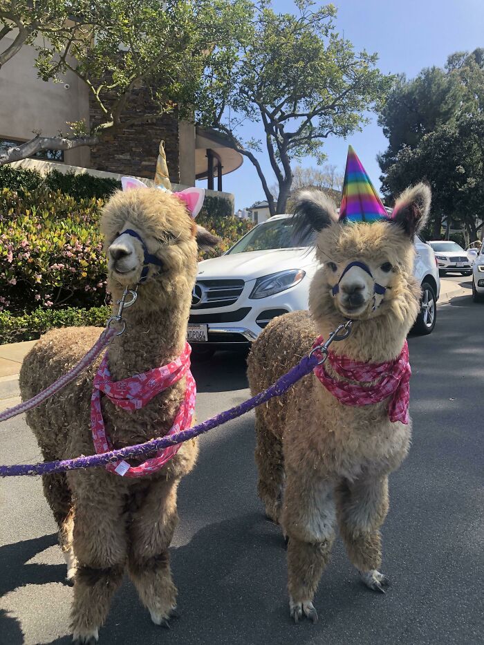 Took Our Miniature Alpacas On A Parade Through The Neighborhood They Were The Grand Marshalls