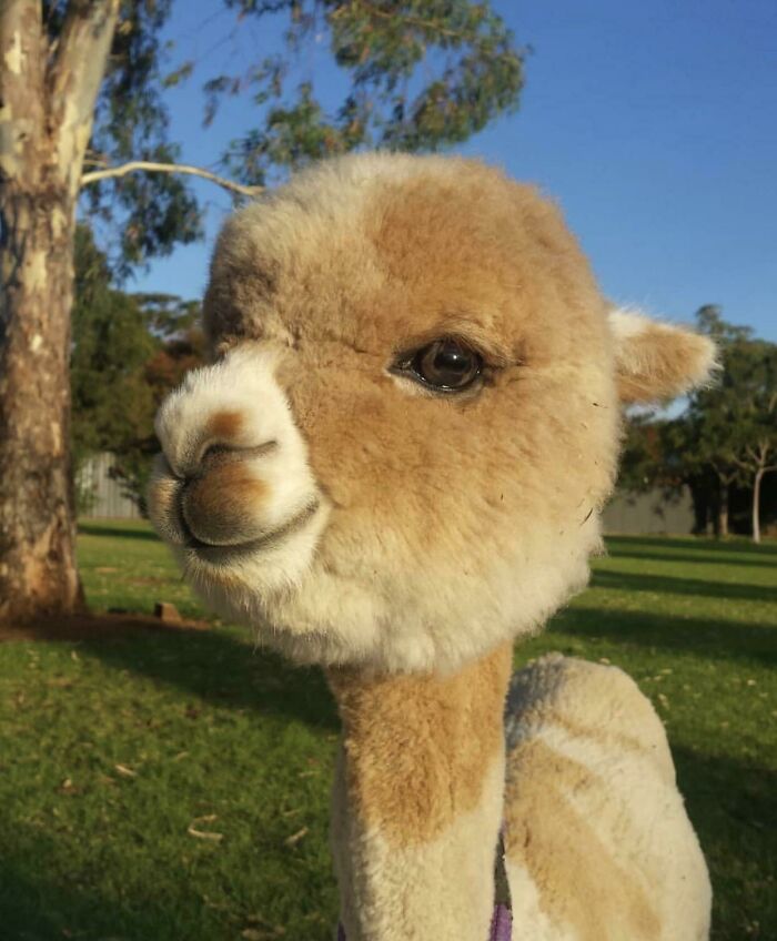 I Think An Alpaca Pic Is Way Overdue