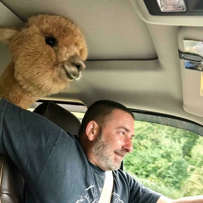 Alpaca My Things And Go With You
