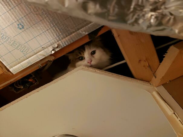 My Cat Got Stuck In The Ceiling