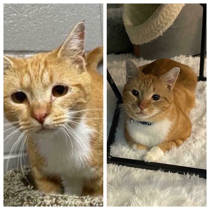 Left Was From 5 Days Ago Before I Adopted Him. Right Was Earlier Today. I Am So Lucky I Adopted Him, He’s The Sweetest Most Caring Cat And I’m Thankful To Have Him