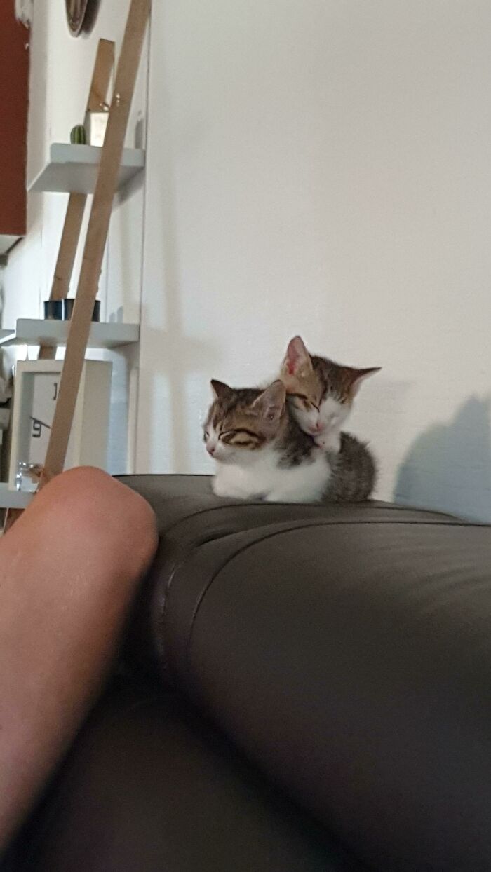 Nuestros 2 gatitos recién adoptados