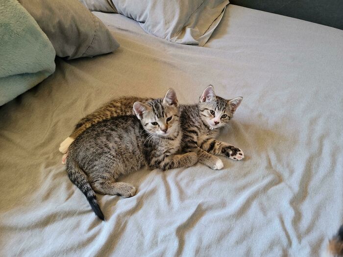 Newly Adopted Kittens. Tom And Jerry