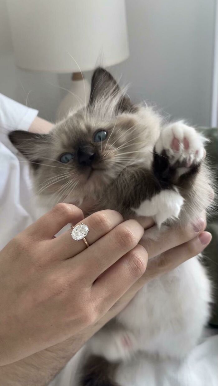 In A Span Of Two Days We Adopted This Baby And Got Engaged