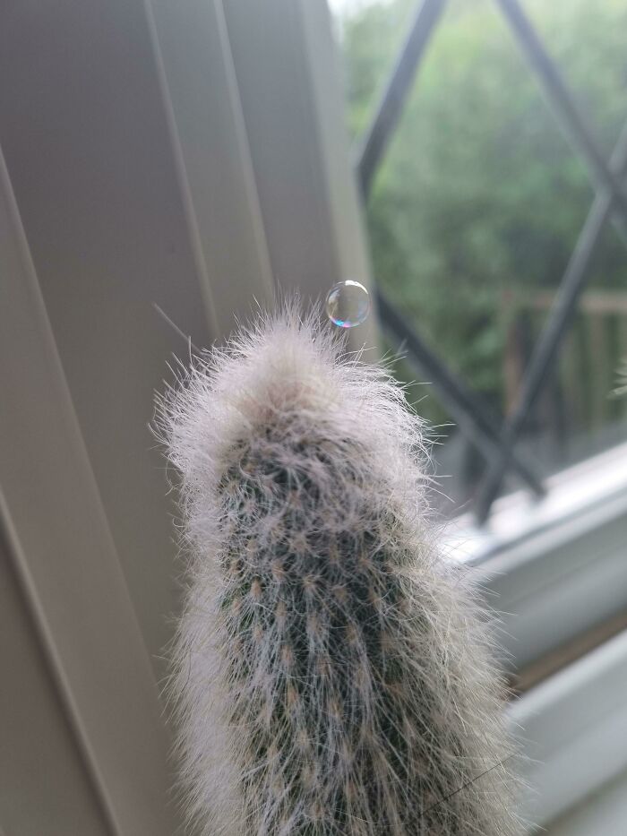 This Tiny Bubble Landed On A Cactus And Didn't Pop
