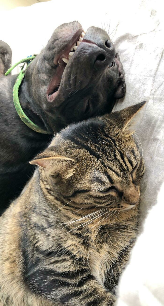 Adopted My Boy And My Cat Finally Accepted Him. Can You Tell That He’s Happy?