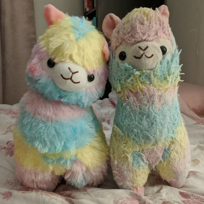 Boyfriend Bought Me A New Alpaca (Left) After I Slept With The Old One (Right) Every Night For 6 Years