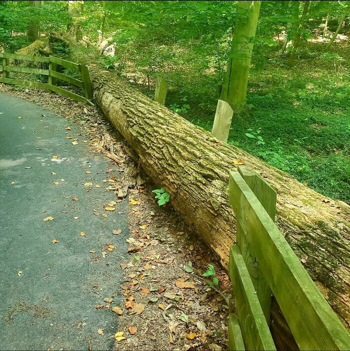 Tree Falls On Fence, Destroys But Perfectly Replaces Fence. - Alapocas Run State Park