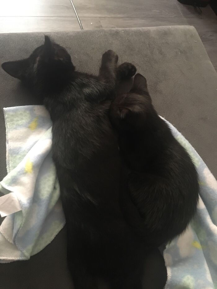 Recently Adopted These Two Dingleberries. They’re Not Related But Get Along Quite Well