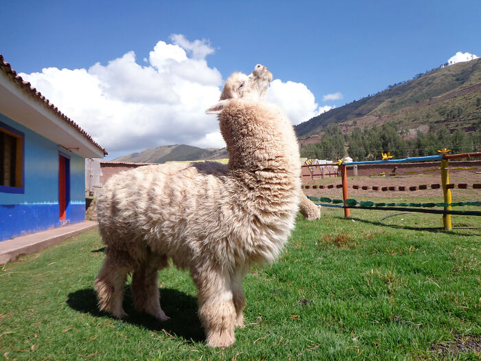Have A Glorious Looking Alpaca And Enjoy The Rest Of Your Day