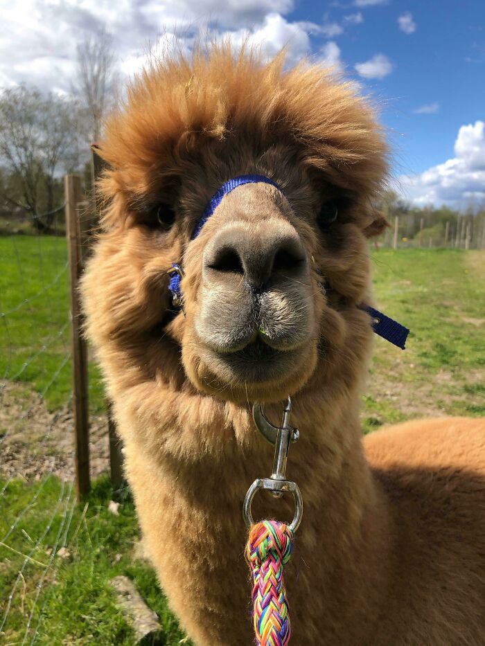 How About A Nice, Fluffy Alpaca In These Trying Times?
