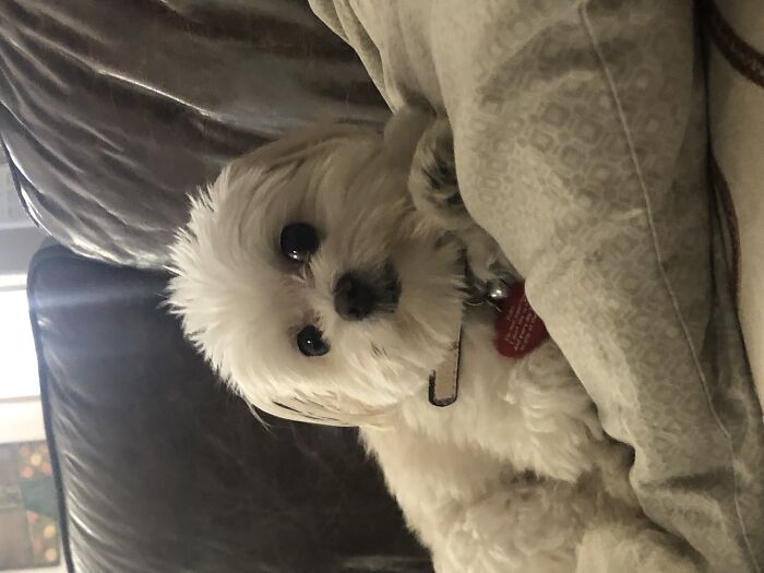 I Don’t Really Have Anything But Here’s My Dog. It Won’t Let Me Post The Challenge Without A Starting Photo