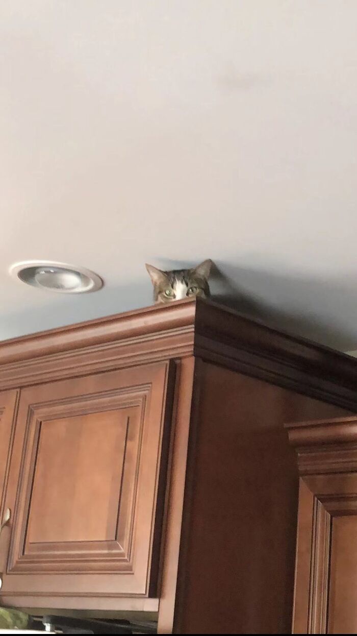 I Got So Freaked Out When I Noticed Her Up There For The First Time 😆
