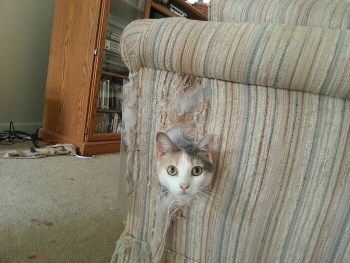 This Cat Inside Of A Couch.