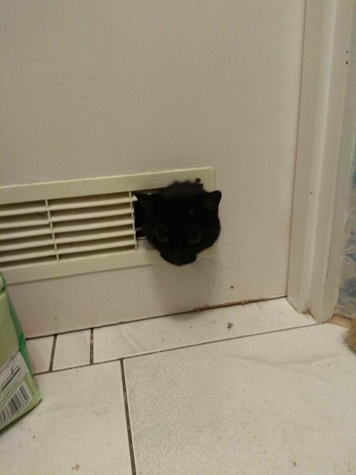 My Parents' Cat Destroyed Bathroom's Door Vents So He Could Spy While We Pee