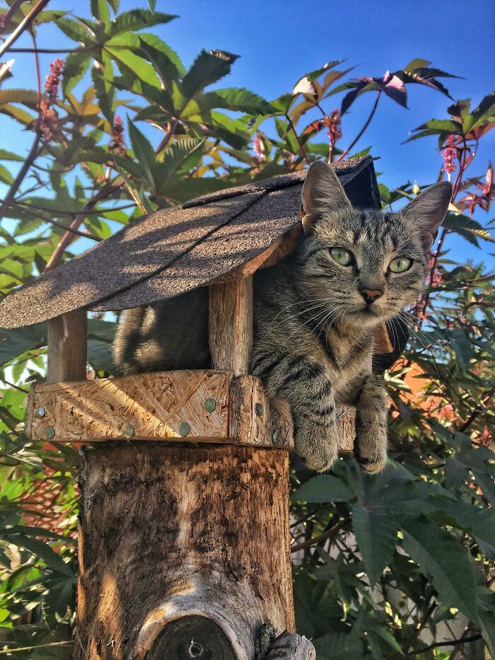 My Cat Climbed Inside The Bird Feeder (2 Meters Tall) , Because She Saw Bird Flying There