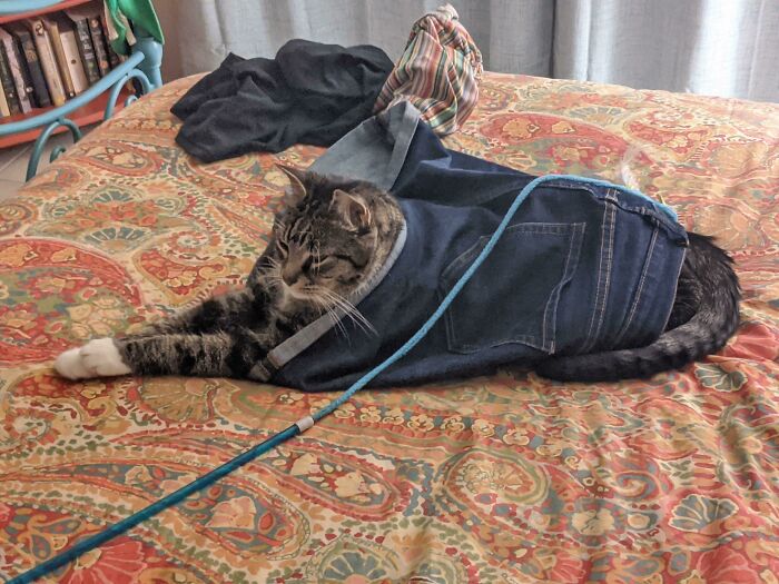 Our Cat, Wally Climbed Inside My Girlfriend's Shorts.