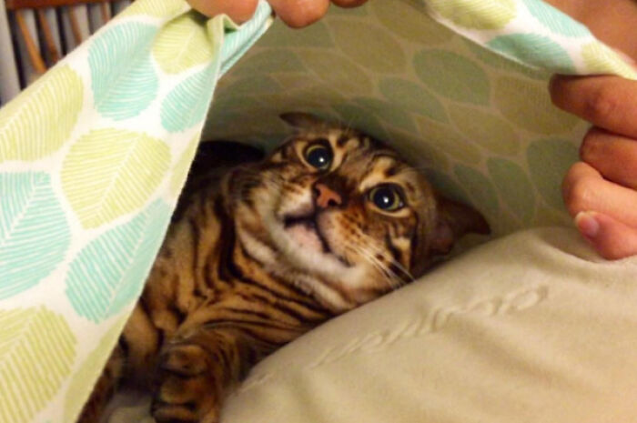 I Found My Cat Hiding In My Pillow Case. He Seemed More Shocked Than Me.