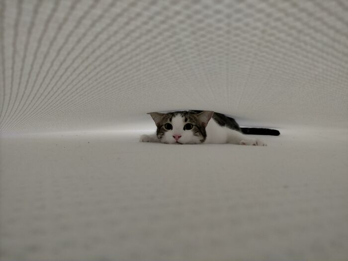 Psbattle: Cat Hiding Under A Bed Sheet