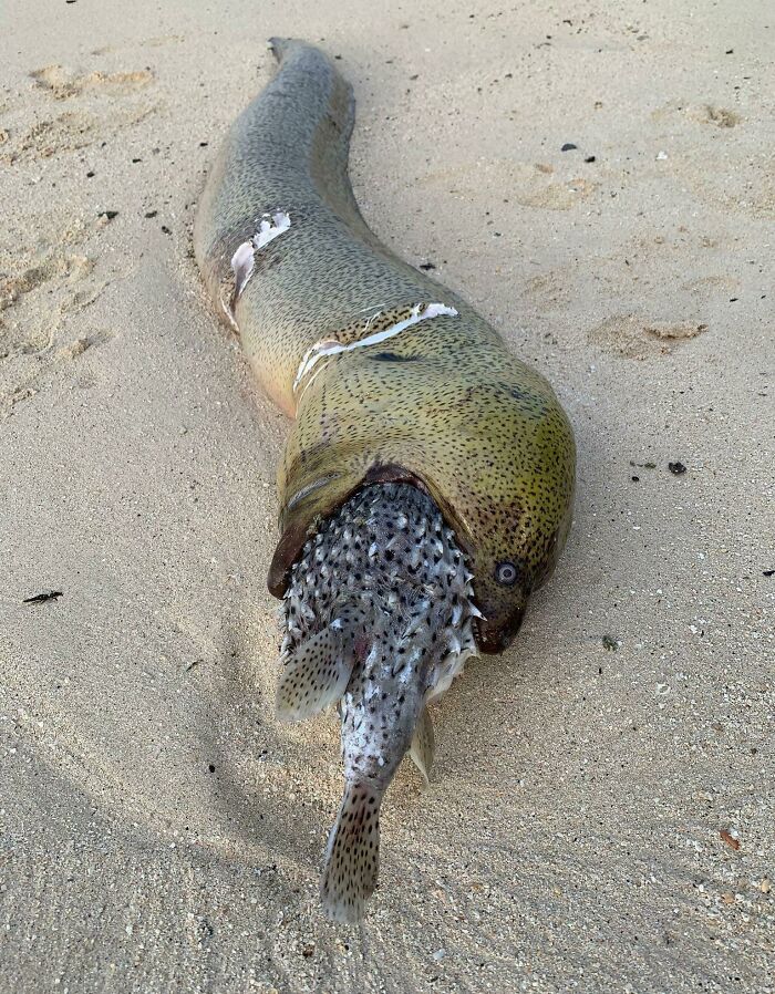 This Moray Tried To Swallow A Pufferfish. Said Puffer Took Her With Him