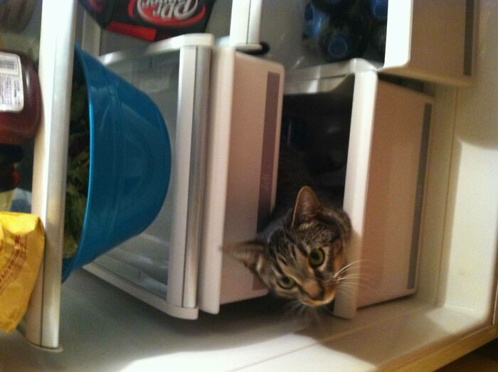 I Heard My Cat Meowing For 20 Minutes. I Finally Found Her In The Fridge.