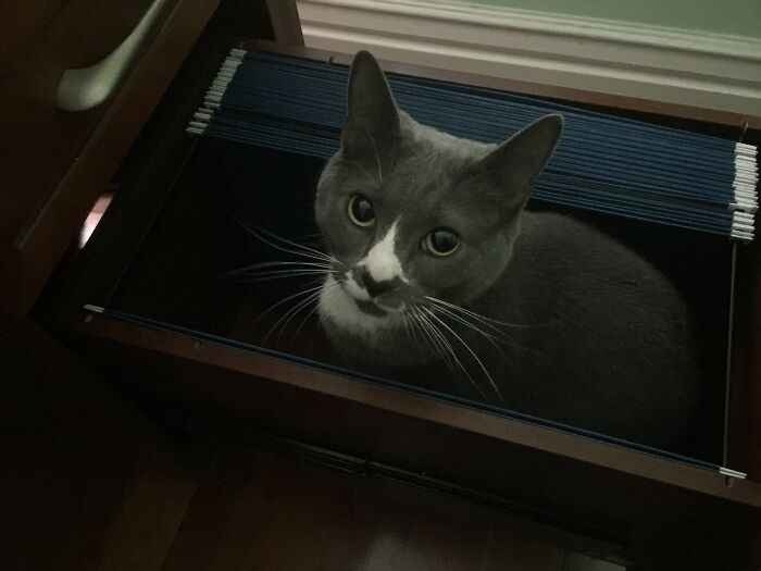 Couldn't Find My Cat... Heard Some Rustling Inside My Desk, Opened The Drawer And Voila. Found Kitty.