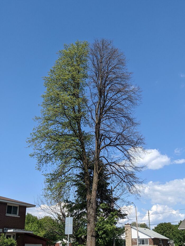 One Half Of This Tree Survived The Canadian Winter, The Other Did Not