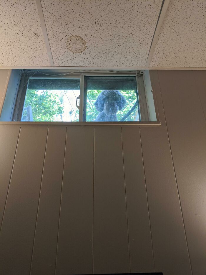 A mi perro le gusta mirar por la ventana de mi oficina en el sótano y asustarme cada vez que levanto la mirada