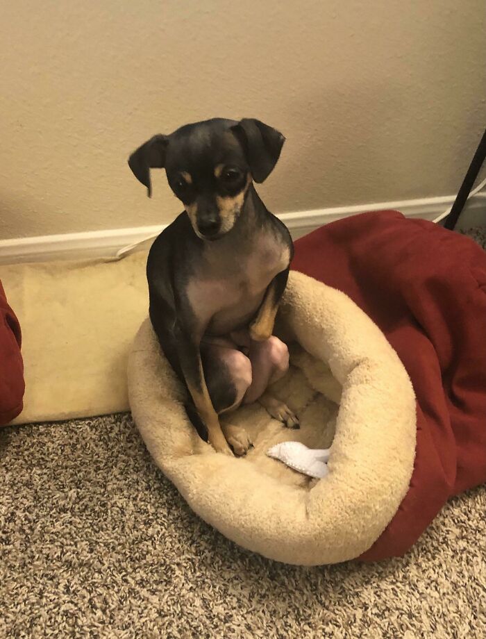 I Don’t Know Why, But He Always Sits Like This