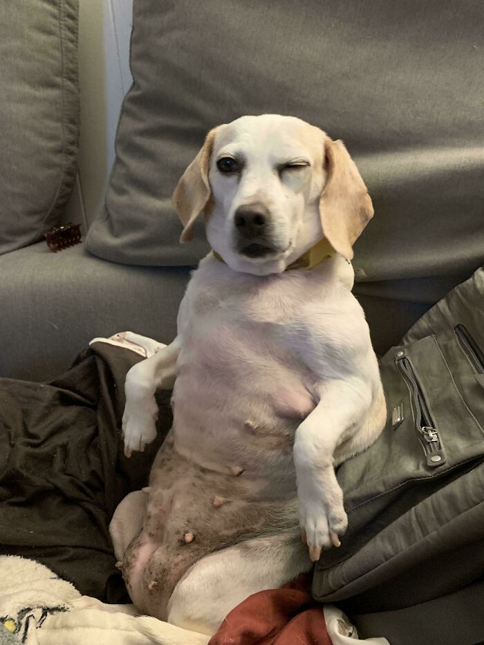 My Dog’s Attempt At Sitting Like A Human