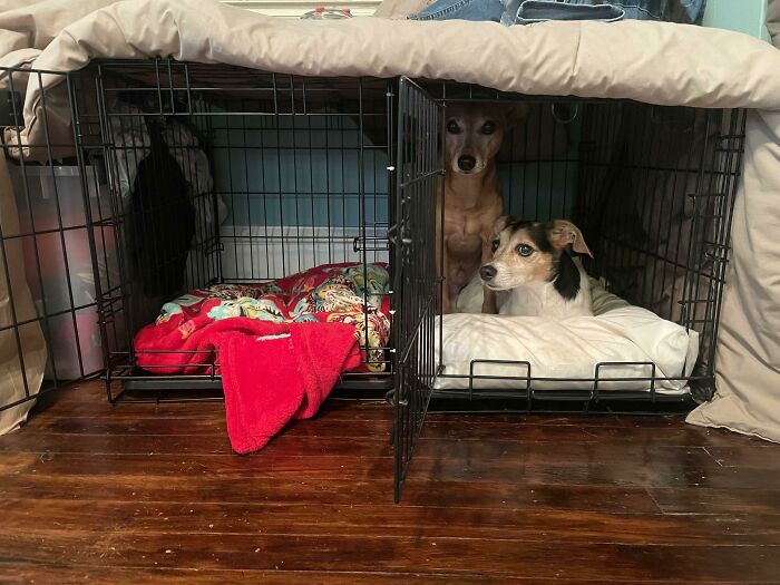 They've Shared A Crate For Years So I Sold My Second Crate Long Ago. They Recently Started Refusing To Share The Crate So I Bought A New Crate Two Days Ago And Here We Are Today