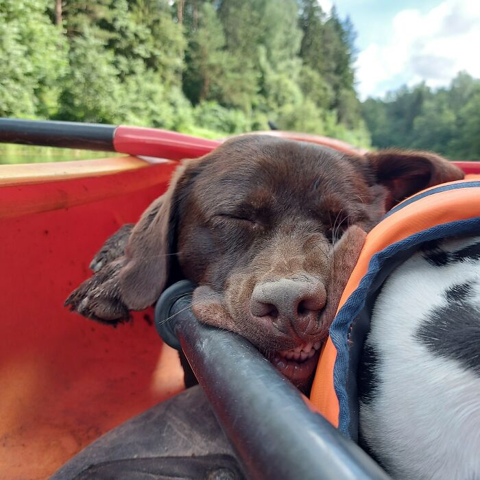 Went On A Boat Trip, Dog Melted