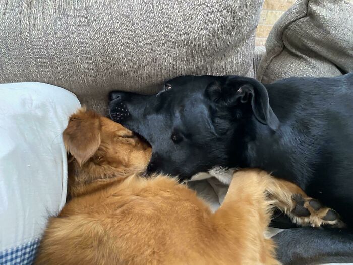How My Dogs Prefer To Nap...