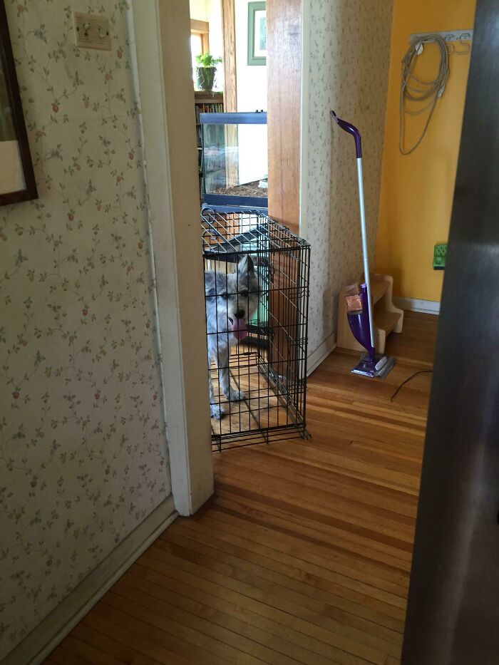 Tried Crate Training But She Kicked The Floor Out And Turtled Her Way Around