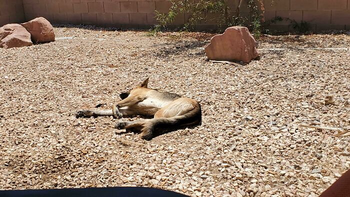 It's Currently 108° In Vegas. She Has Plenty Of Cold Water, And A Door To The AC, But She Does This Every Day
