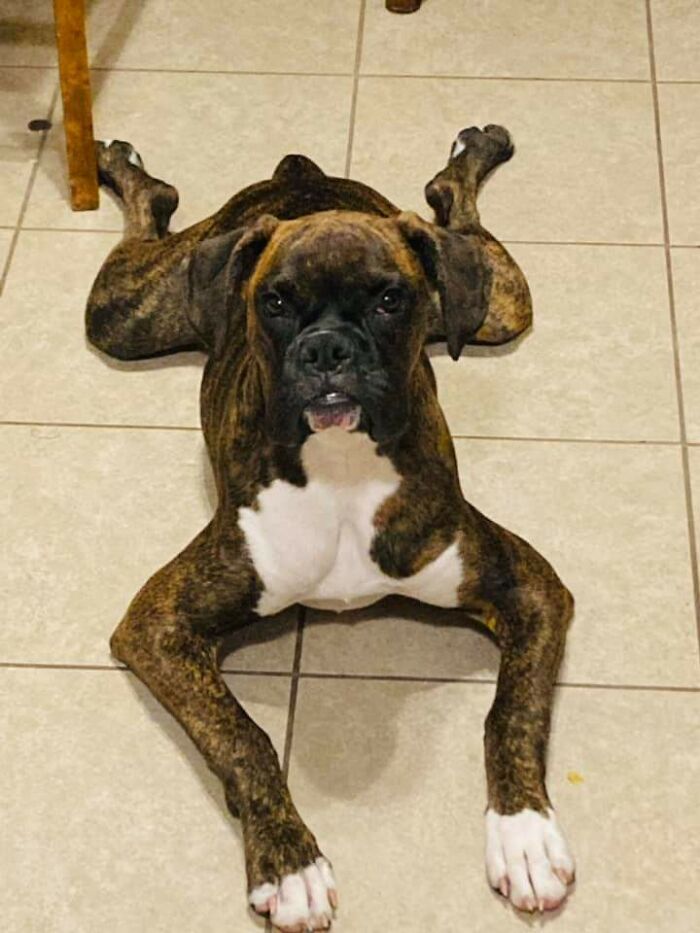 Boxers Are Goofs... Masters Of The Sploot