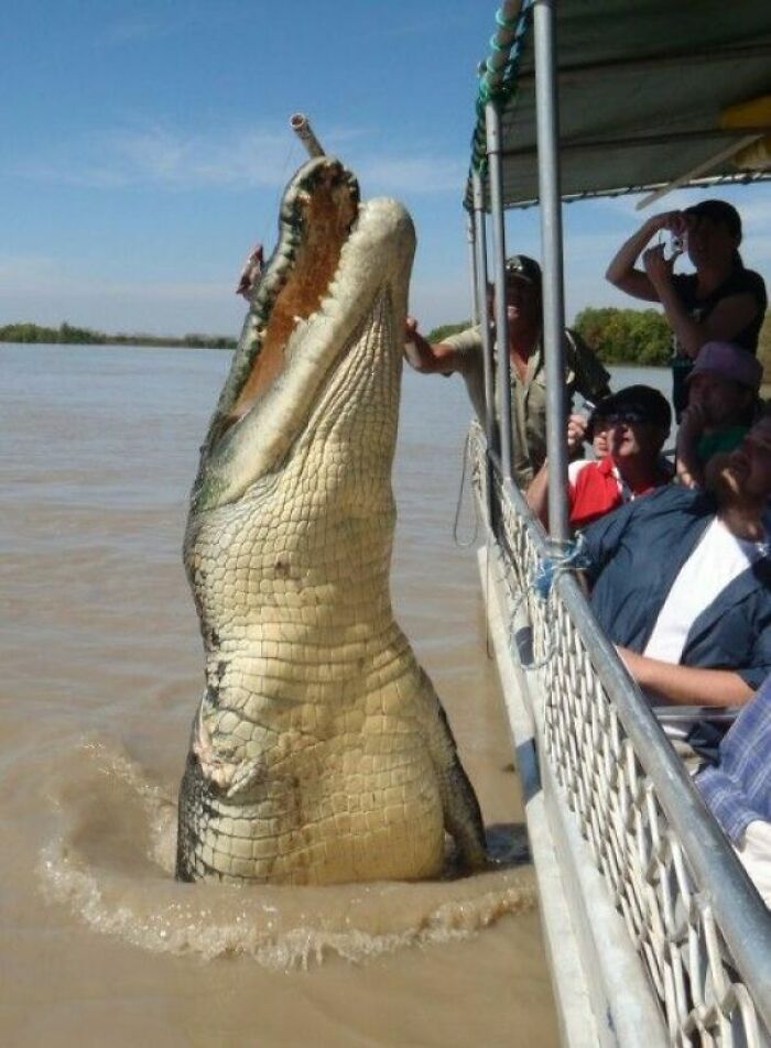 Este cocodrilo de agua salada de 80 años, en Australia