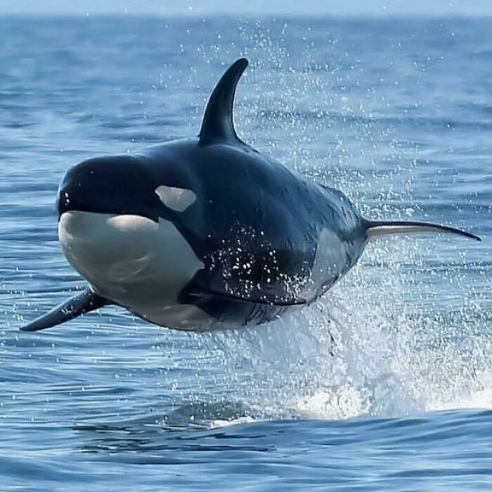 A Plump Orca Taking A Leap
