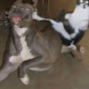 danielmallory_1 avatar