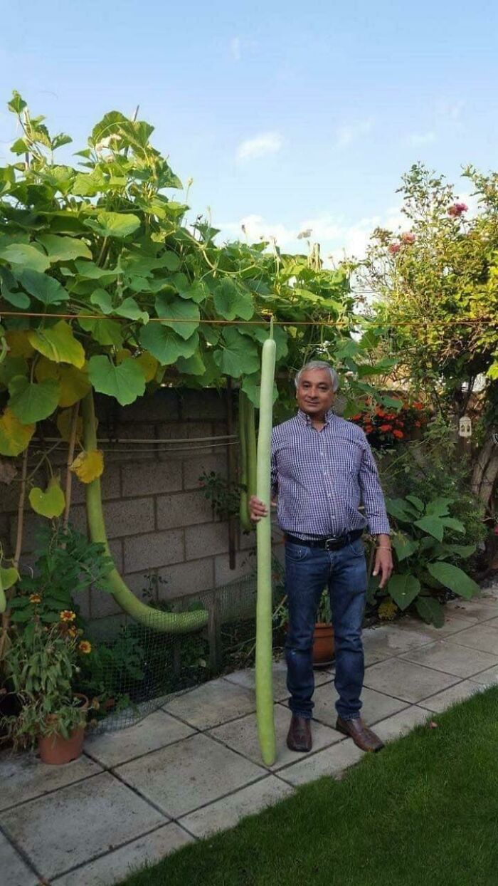 6 Foot Snake Gourd Next To A Human