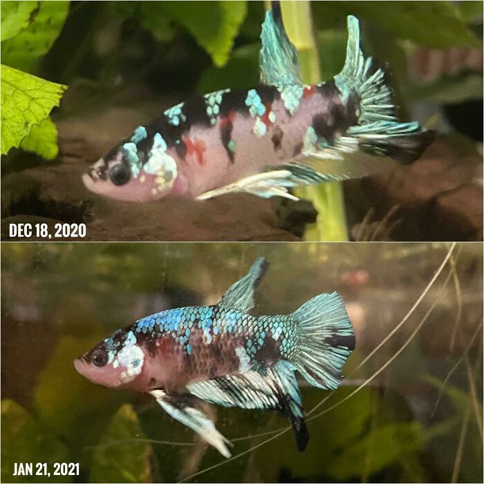 Neptune’s Progress In A Little Over A Month