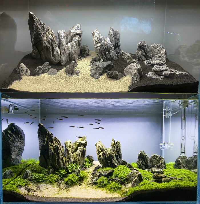 Before And After 1 Month Of Growth In My Iwagumi Tank