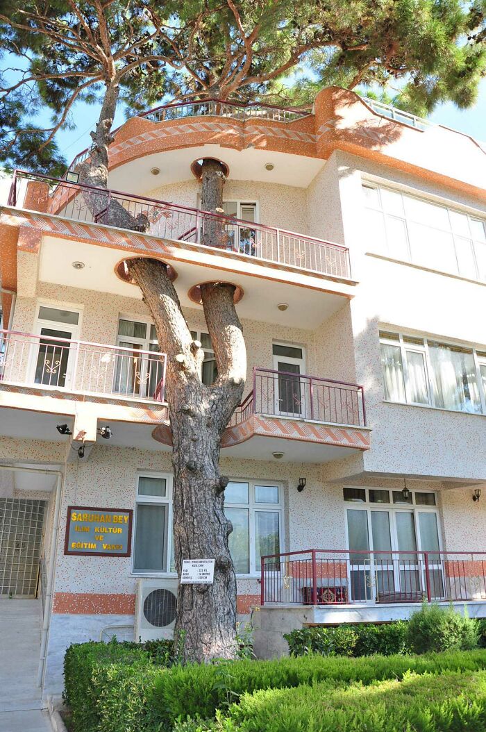 Este árbol de 325 años se utilizó en el diseño del edificio cuando las autoridades de Turquía no permitieron su retirada