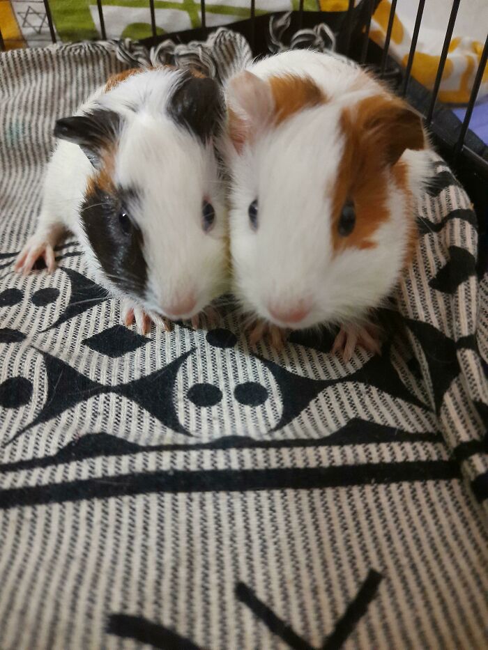 Adopted These Babies Yesterday, They Are Really Scared And Are Hiding In Their Cozy