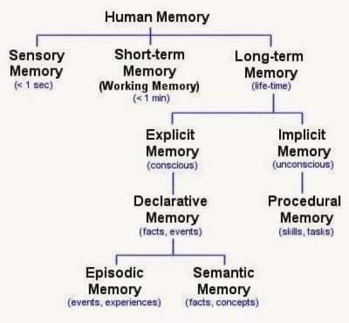 Human Memory And Its Duration