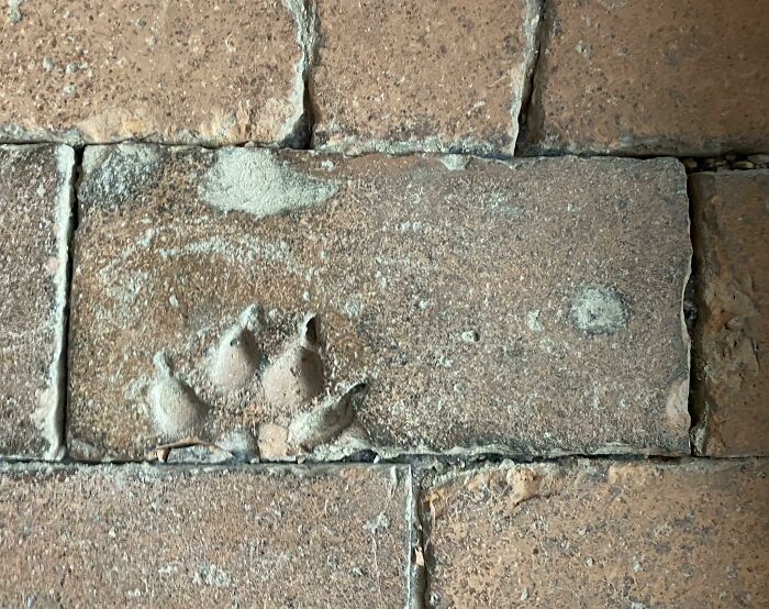 This 900 Year Old Floor Tile At Gloucester Cathedral Contains The Footprint Of A Very Good Boy
