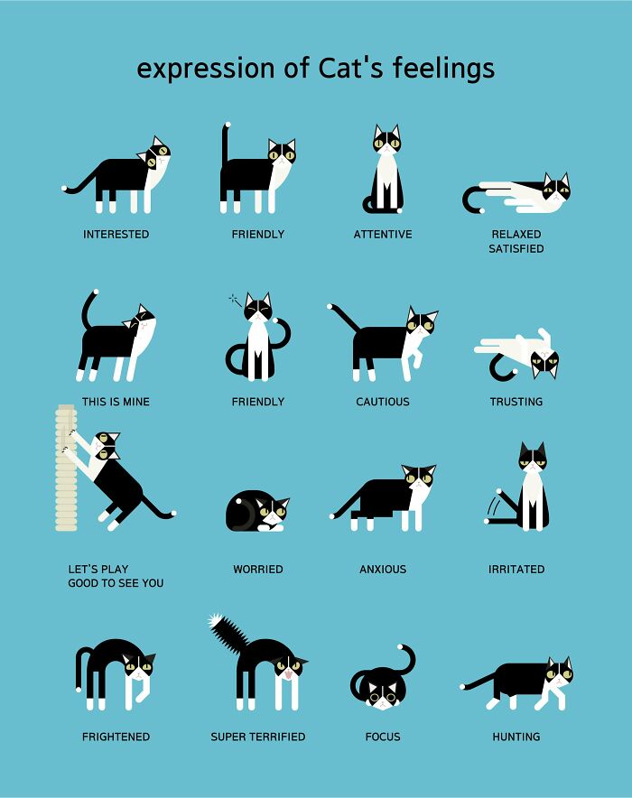 A Guide To Cat Body Language