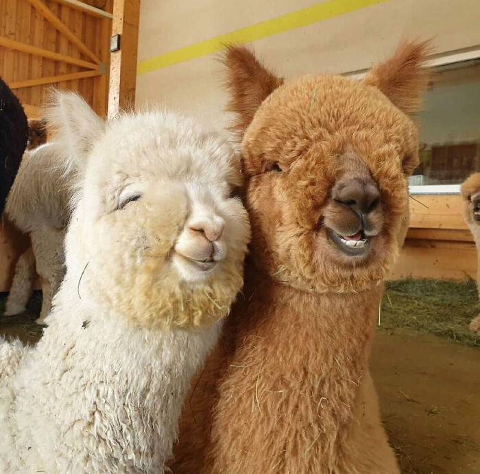 Here's A Photo Of Two Extremely Photogenic Alpacas To (Hopefully) Brighten Up Your Day