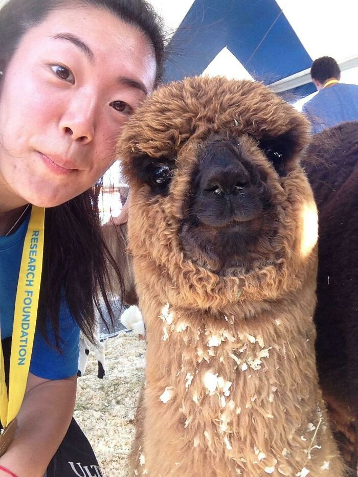 Alpaca Selfie Time