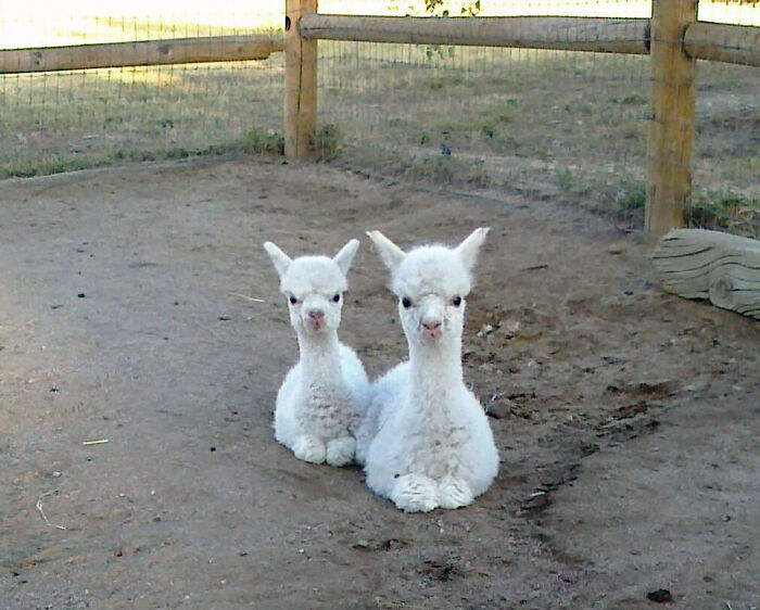 These Tiny, Adorable Baby Alpacas
